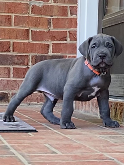 Stronghold Mastiffs and Bulldogs Puppies For Sale