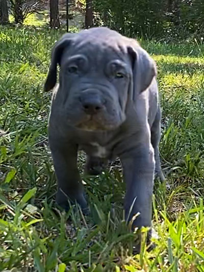 Stronghold Mastiffs and Bulldogs Puppies For Sale