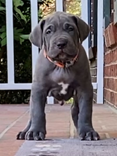 Stronghold Mastiffs and Bulldogs Puppies For Sale