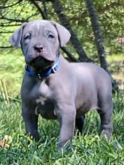 Stronghold Mastiffs and Bulldogs Puppies For Sale