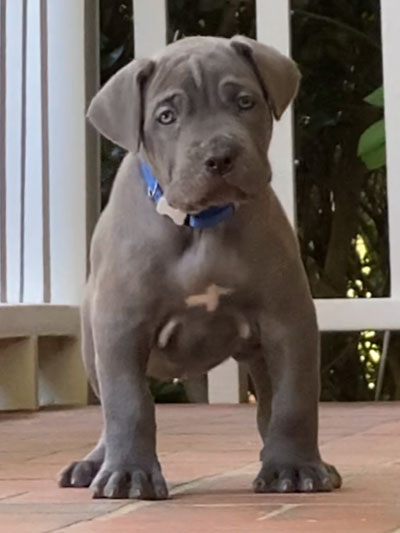 Stronghold Mastiffs and Bulldogs Puppies For Sale