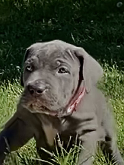 Stronghold Mastiffs and Bulldogs Puppies For Sale