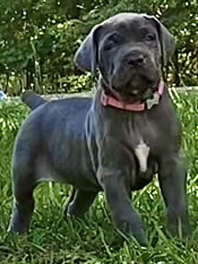 Stronghold Mastiffs and Bulldogs Puppies For Sale