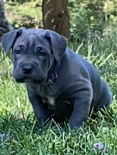 Stronghold Mastiffs and Bulldogs Puppies For Sale