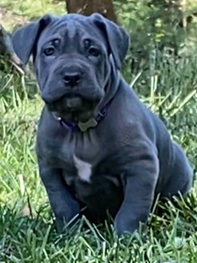 Stronghold Mastiffs and Bulldogs Puppies For Sale