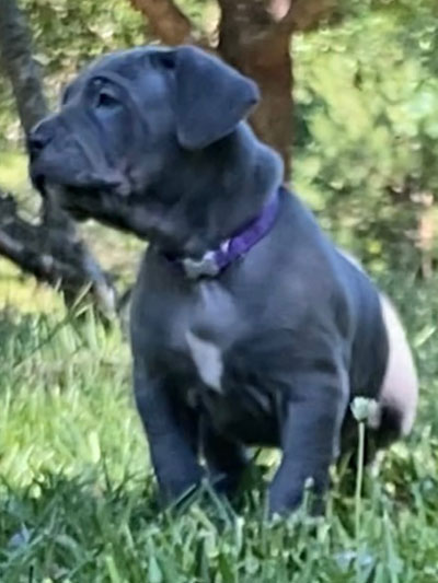 Stronghold Mastiffs and Bulldogs Puppies For Sale