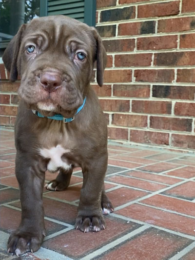 Stronghold Mastiffs and Bulldogs Puppies For Sale