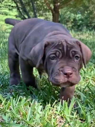 Stronghold Mastiffs and Bulldogs Puppies For Sale