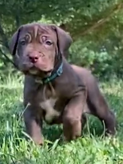 Stronghold Mastiffs and Bulldogs Puppies For Sale