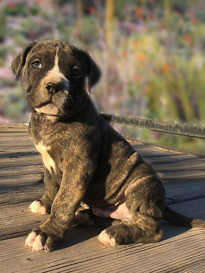 Stronghold Mastiffs and Bulldogs of Marana, Arizona | American Bulldog Puppies for Sale