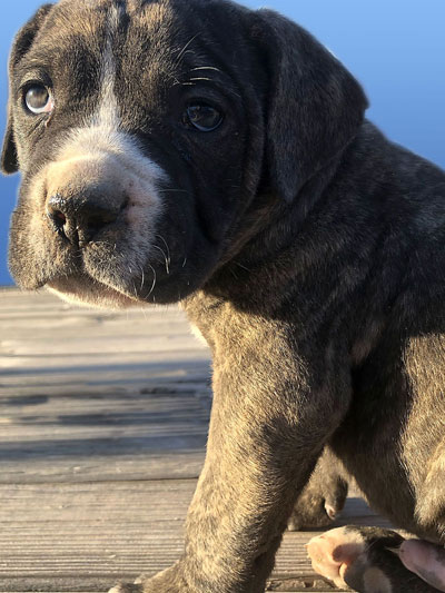 Stronghold Mastiffs and Bulldogs of Marana, Arizona | American Bulldog Puppies for Sale
