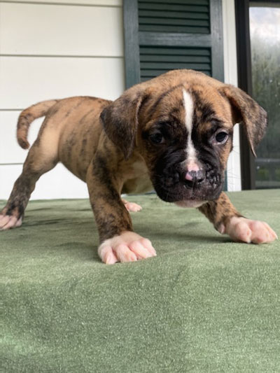 Stronghold Mastiffs and Bulldogs of Marana, Arizona | American Bulldog Puppies for Sale