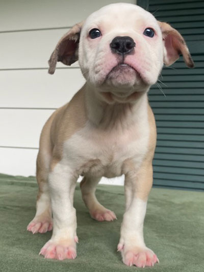 Stronghold Mastiffs and Bulldogs of Marana, Arizona | American Bulldog Puppies for Sale
