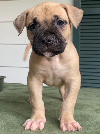 Stronghold Mastiffs and Bulldogs of Marana, Arizona | American Bulldog Puppies for Sale