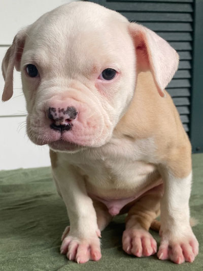 Stronghold Mastiffs and Bulldogs of Marana, Arizona | American Bulldog Puppies for Sale