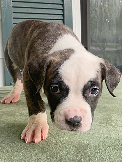 Stronghold Mastiffs and Bulldogs of Marana, Arizona | American Bulldog Puppies for Sale