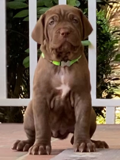 Stronghold Mastiffs and Bulldogs Puppies For Sale