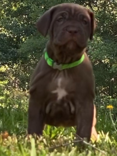 Stronghold Mastiffs and Bulldogs Puppies For Sale